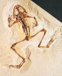 Rana fossile